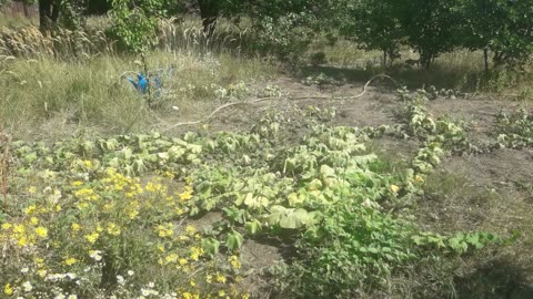 Pumpkin plantation