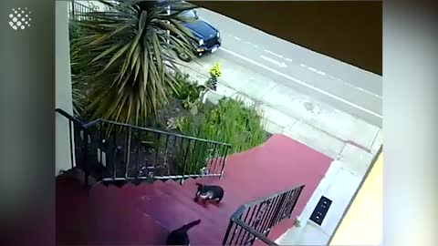 Top 20 Hilarious Moments caught on security cameras