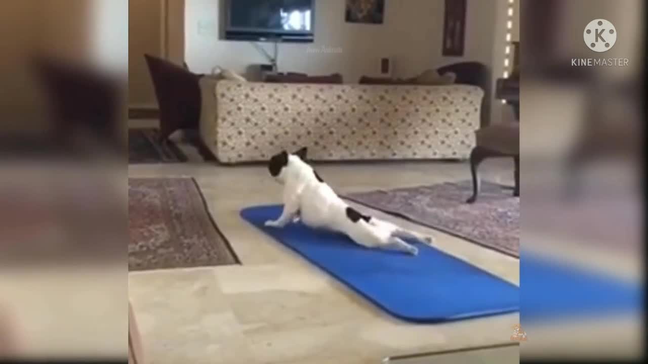 Baby Dog 🐕 Exercise Funny Video