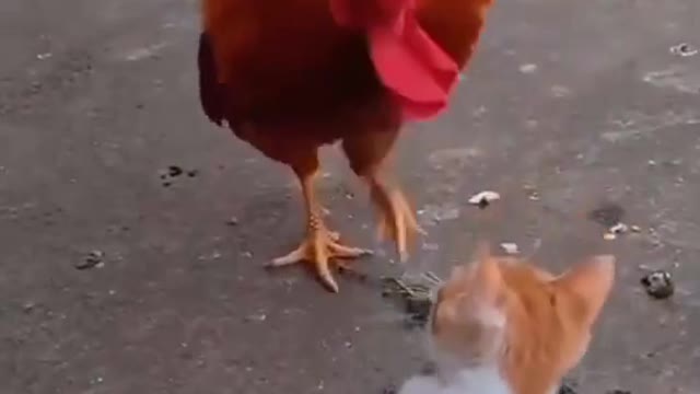 animals fighting video