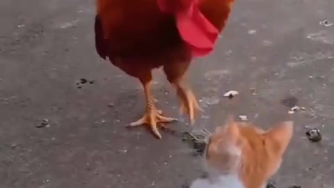 animals fighting video