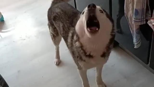Huskies fight so hard