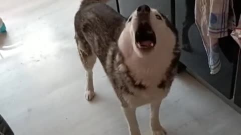 Huskies fight so hard