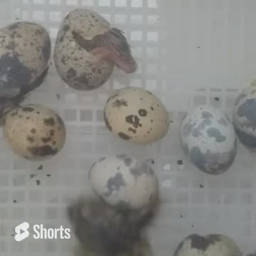 Quail Hatching