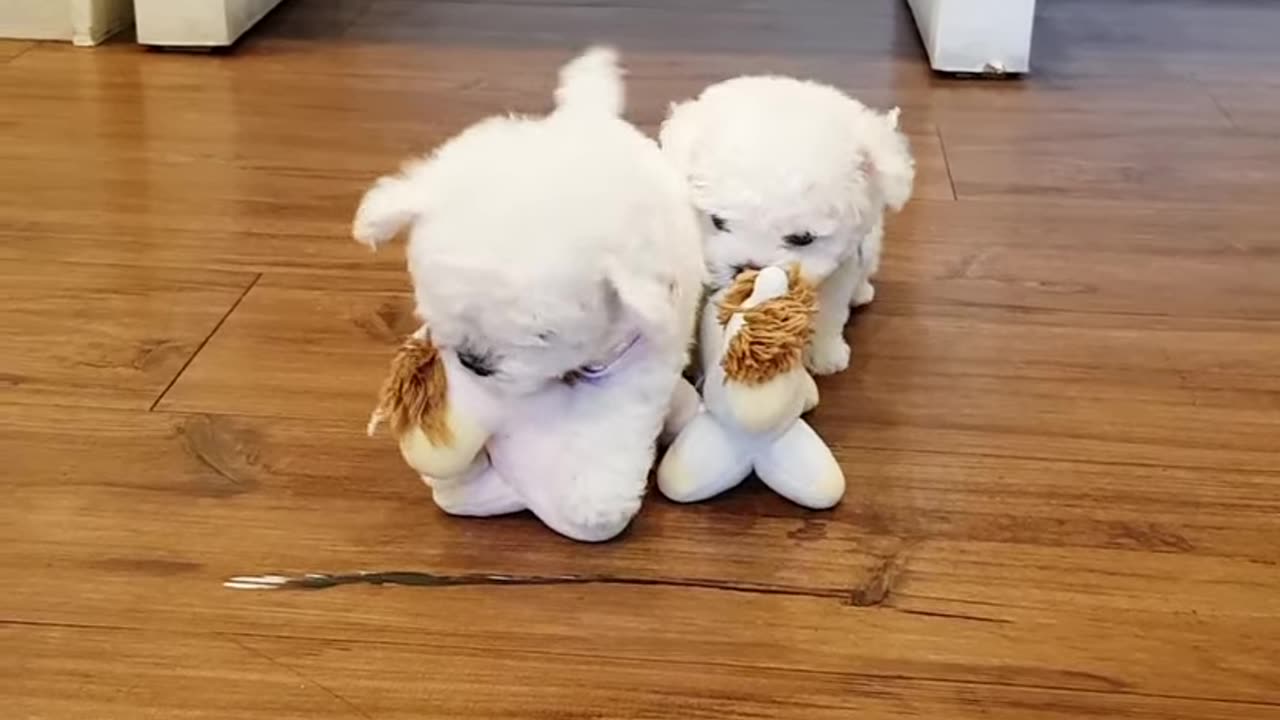 A__cute_little_bichon_frise_video_lovely_puppy_bichon__-_Teacup_puppies (cats)