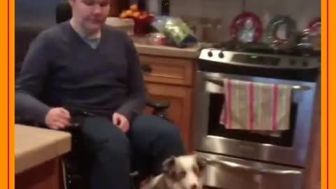 cachorro passeando na cadeira de rodas
