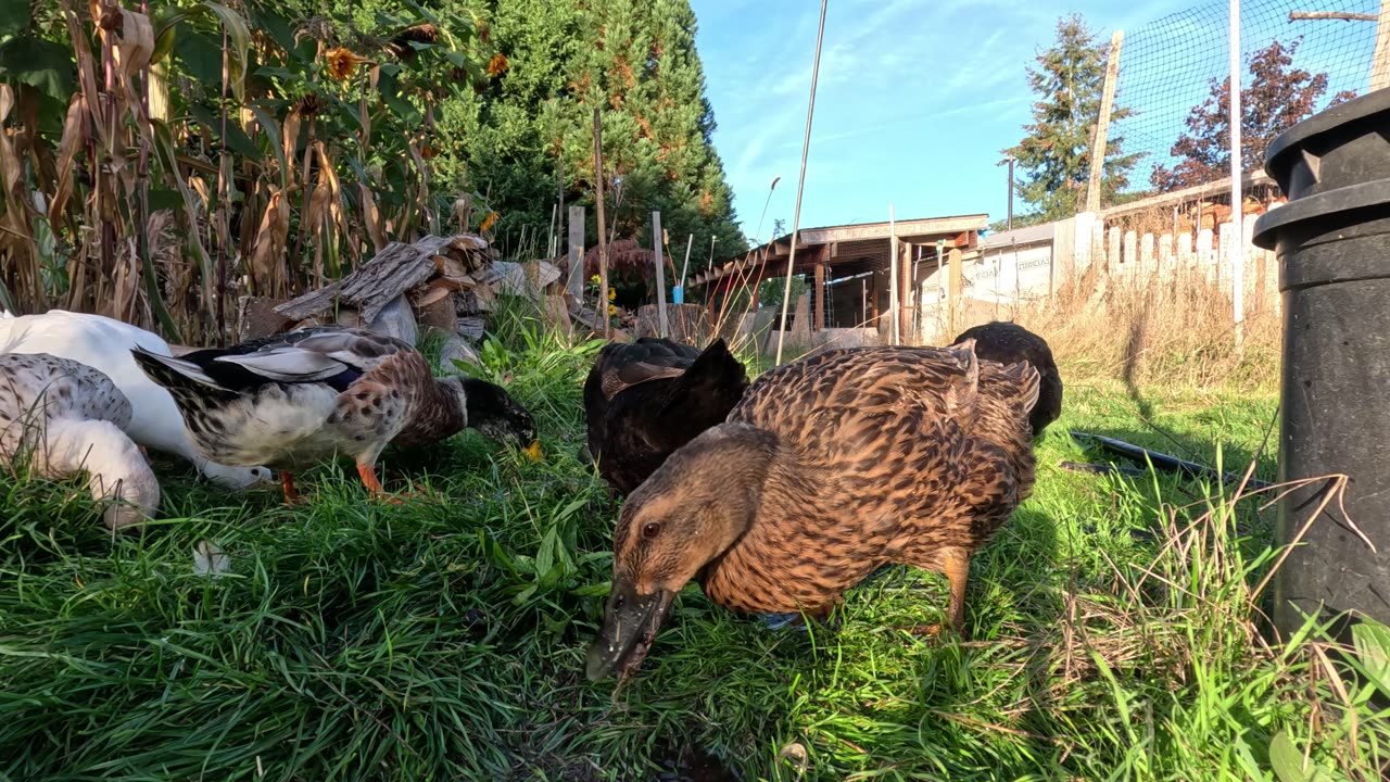 Duck drama, as they eat and play in the water. #ducks #retiredanimals