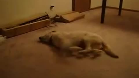 Bizkit the Rest Strolling Canine