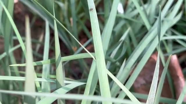 There are many dry leaves here