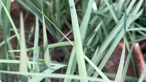 There are many dry leaves here