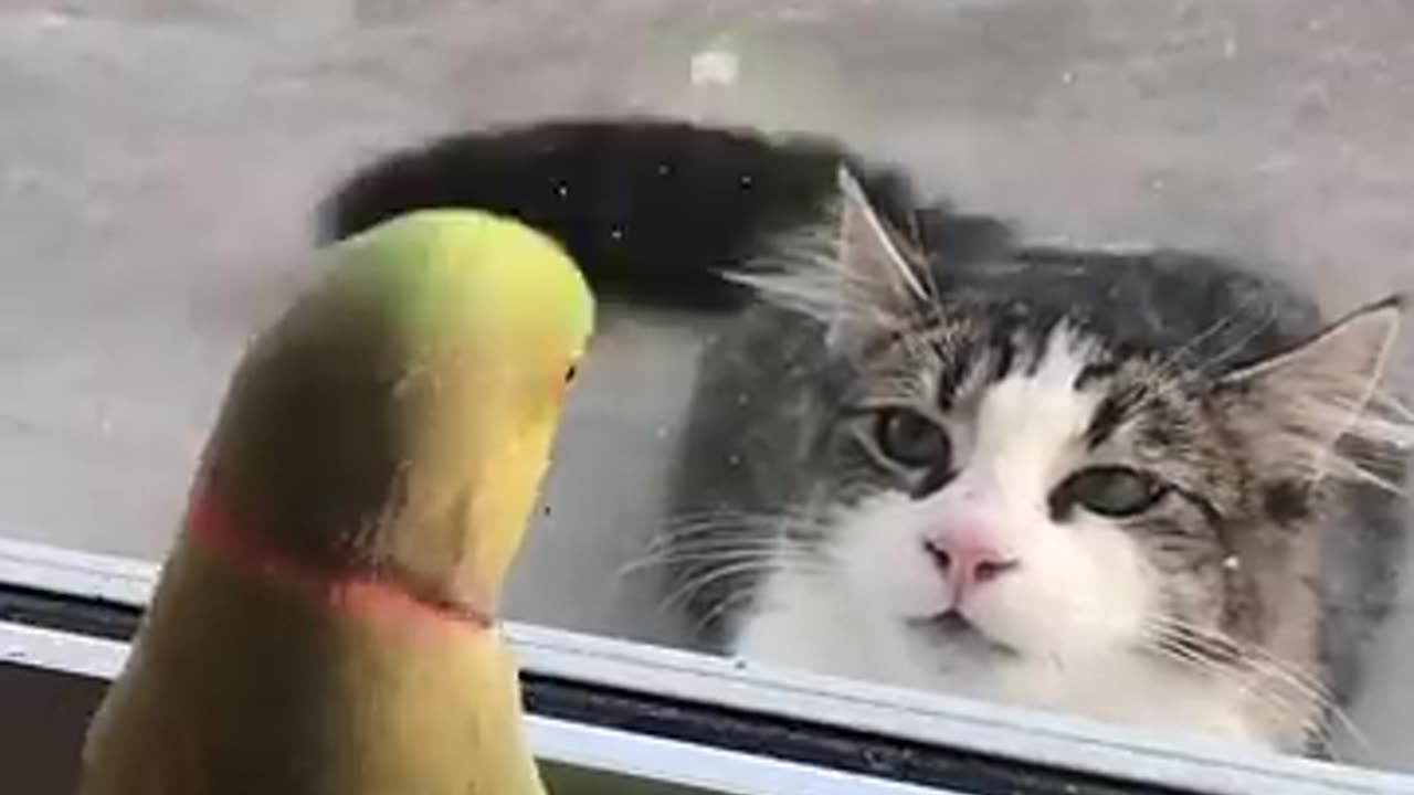 Funny bird(parrot)