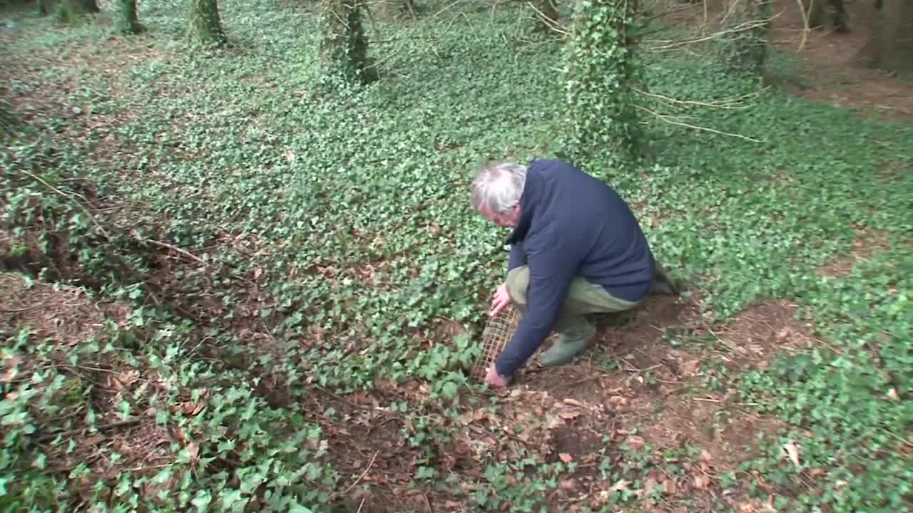 Rabbit Hunting w Ferrets in France