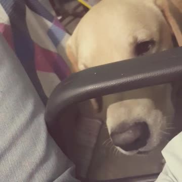 Cute Labrador seeking attention of the owner.