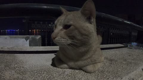 ED SHEERAN - Homeless cat in Ras Al Khaimah, UAE #cat #cats #EdSheeran #emirates #pet #ae #UAE #pets