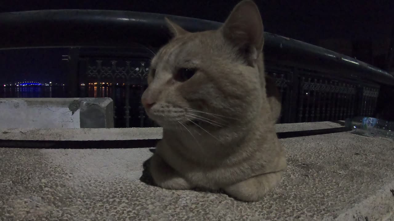 ED SHEERAN - Homeless cat in Ras Al Khaimah, UAE #cat #cats #EdSheeran #emirates #pet #ae #UAE #pets