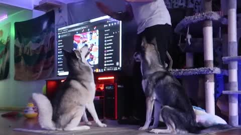 Huskies learn to give high-fives on command