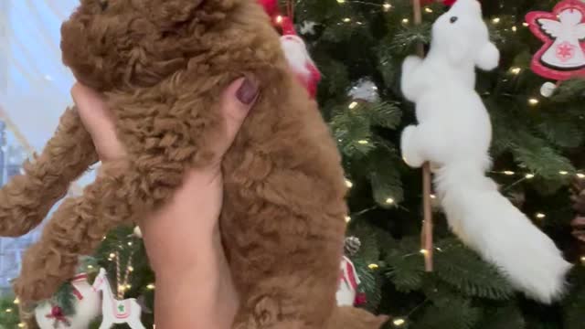 Hand Holding and Hugging Dog by Christmas Tree
