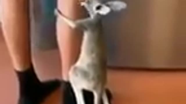 Funny Kangaroo baby cat dog animals videos_