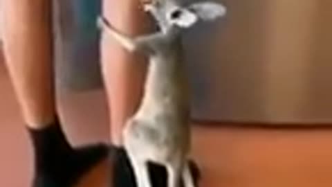 Funny Kangaroo baby cat dog animals videos_