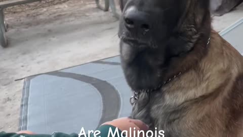 Are Malinois Affectionate Dogs --- #dog #belgianmalinois #gooddog