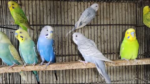 Australian Budgies Parrot Breeding Tips - Budgies Parrot Colony Cage Setup -Budgies Bird Food Listp