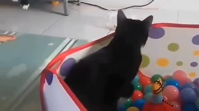 Jumping cat funny video 😂