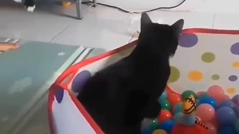 Jumping cat funny video 😂
