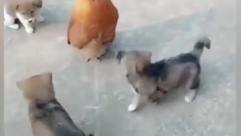 Funny Dog VS Chicken Fight - Funny Dog Fight Videos