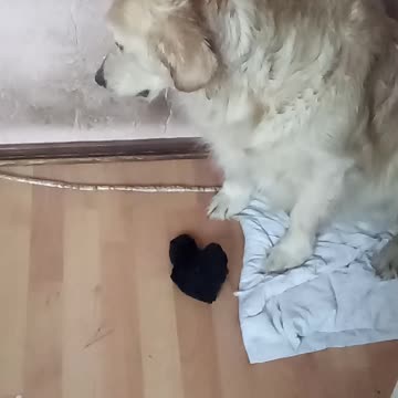 Dog with a sock in the mouth