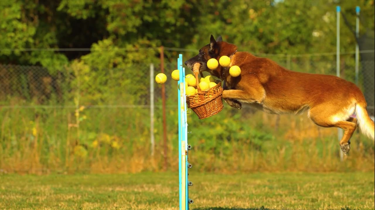 Dog Stock Footage | Pet | Animal