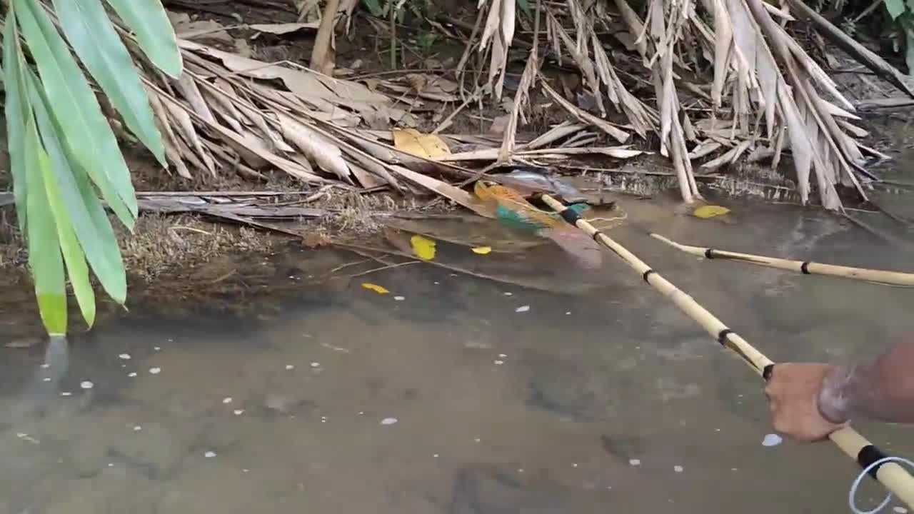 cari ikan di pinggiran kebun dapat banyak babon-16