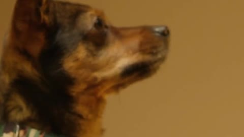 Dog training video | pets traning video | #shorts