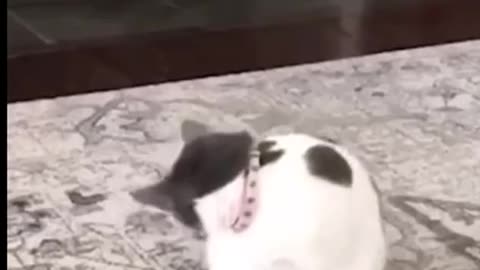 Funny pets 🤣🤣 dog 🐕 cat 😺