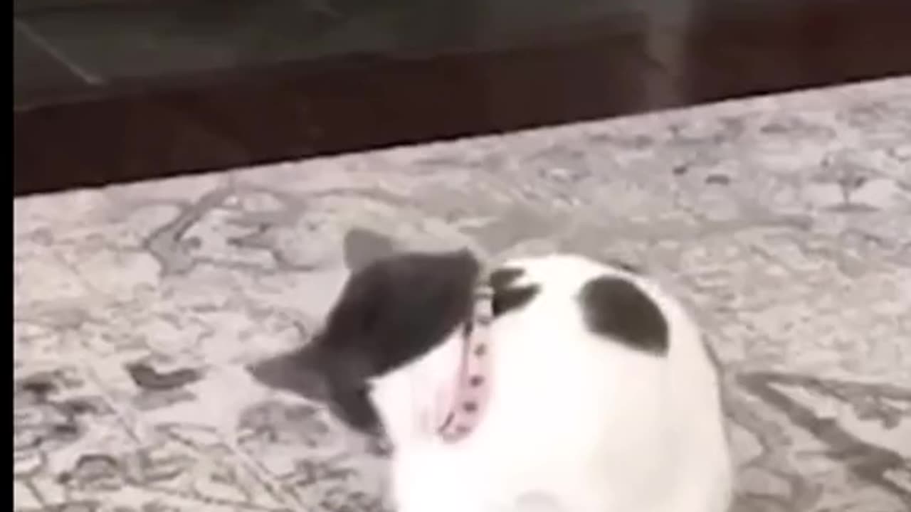 Funny pets 🤣🤣 dog 🐕 cat 😺