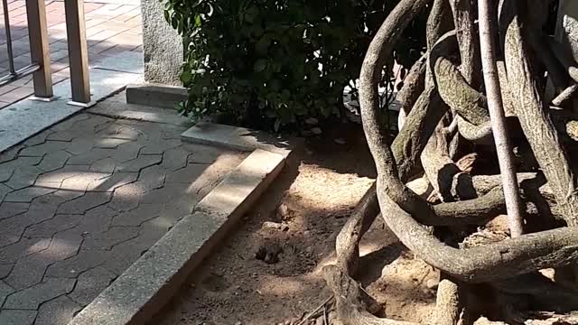 How Sparrows make their bodies clean