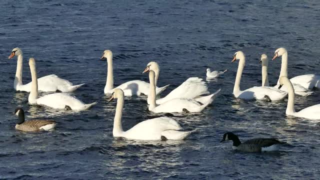 A swarm of swans swims