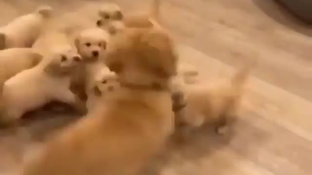 Dog mother playing her cute baby dog child