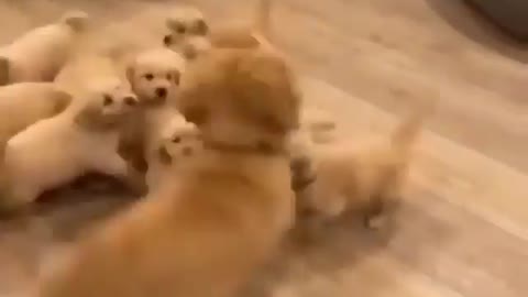 Dog mother playing her cute baby dog child