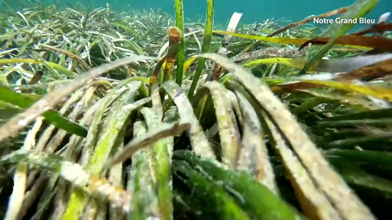 Local teams in Tunisia save sea plants from warming waters