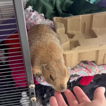 My dog found a squirrel that fell in the water.#animals #animalrescue #rescue #animalsoftiktok #fyp