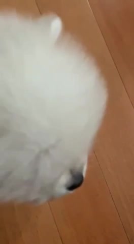 This cute puppy is my lovely childhood Gucci. Isn't it cute?