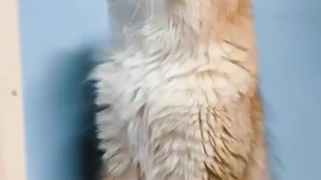 Cat Beautiful Video❤️ Cat 🐱 Funny Video || New Funny Videos 2021😂|| New Funny Videos ||#Short