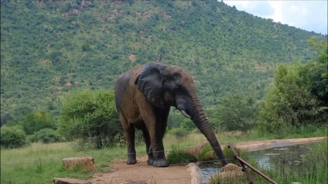 The elephant feeds on water