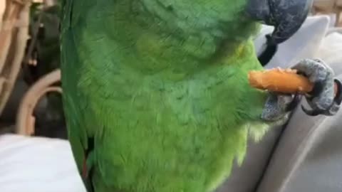 Greene parrot