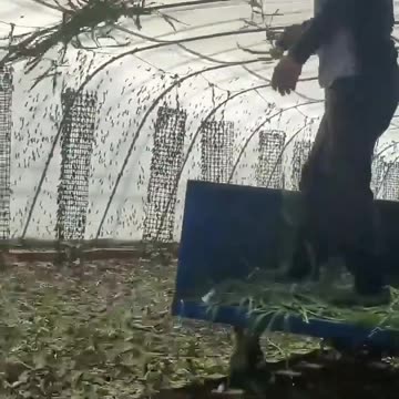 In China, raising insects is good business; insects are more expensive than cows & pigs