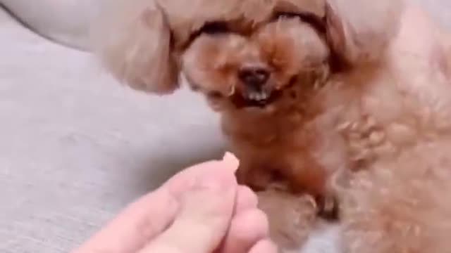 Funniest Cats and Dogs 🐱🐶 Part 10