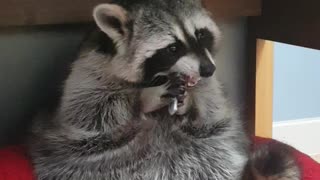 Raccoon smashing his sister's office supplies