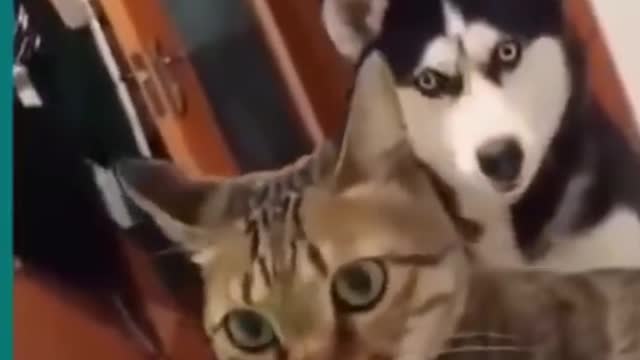 Cats and dogs fighting cute and funny try not to smile 😆