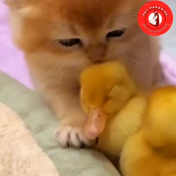 😻😹🐾"Kitten and Duckling Love: Cutest Moments"🦆🦢😹😻