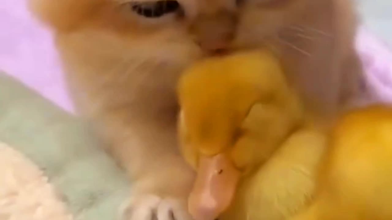 😻😹🐾"Kitten and Duckling Love: Cutest Moments"🦆🦢😹😻